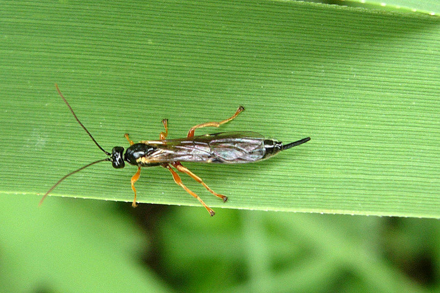 Ichneumonidae indet